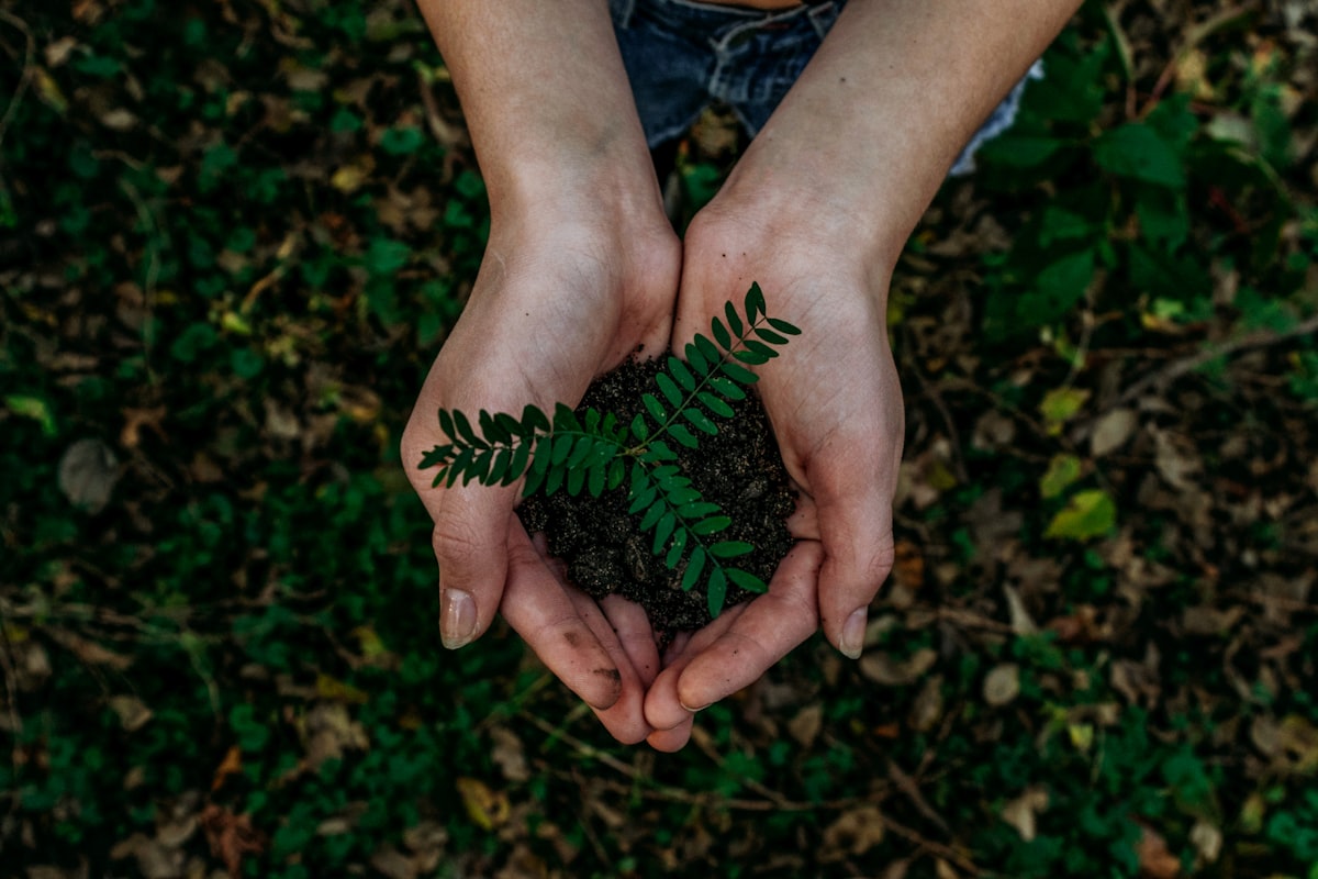 Hands holding a small plant seedling